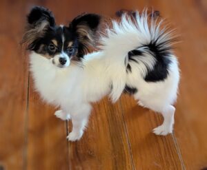 club-papillon様　7月 Available Puppies Archive - Southern Peach Papillons